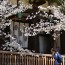 [Photoblog] Temple and Tourist in Spring