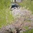 [Photoblog] Deer Family in Nara Park