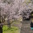 [Photoblog] Kaidai-in in Spring