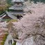 [Photoblog] Palace of Cherry Blossom