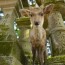 [Photoblog] Welcoming Deer at Kasuga Grand Shrine