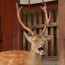 [Photoblog] Yawning Deer at Todai-ji Temple