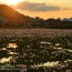 [Photoblog] Golden Carpet at Remains of Moto-Yakushiji Temple