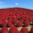 Ibaraki’s Hitachi Seaside Park Showcases Nature’s Colors