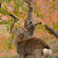 [Photoblog] Deer and Coloured Leaves